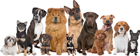 image of many dogs